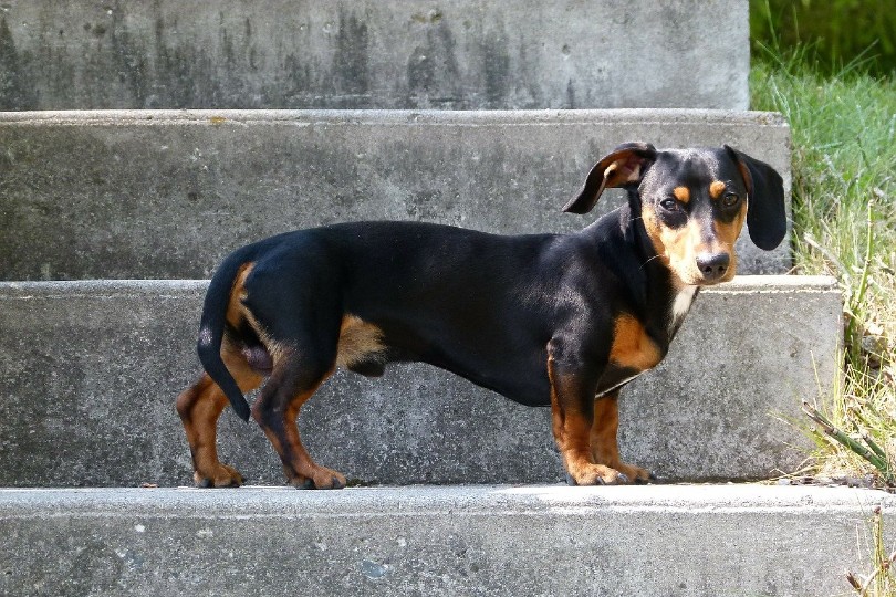 15 Dachshund Colors & Patterns (With Pictures)