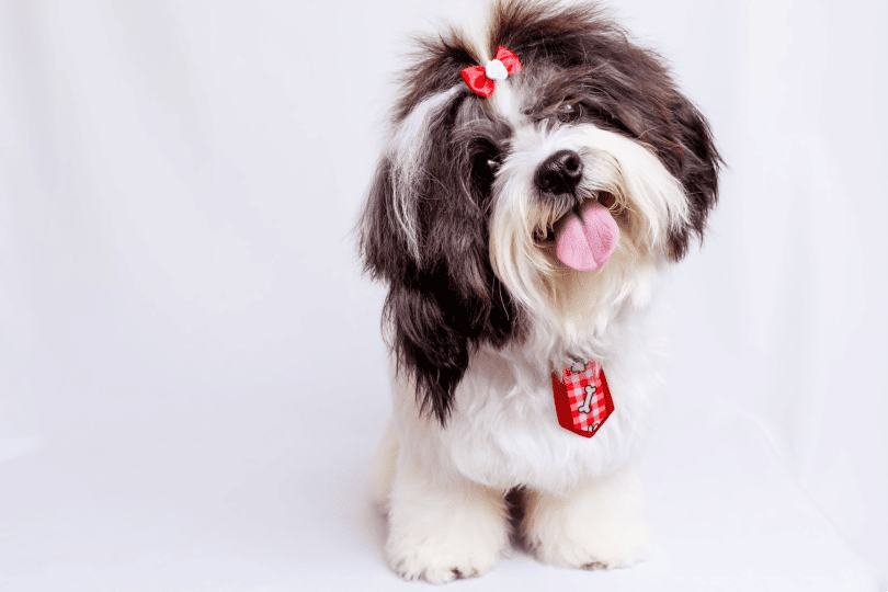 Daisy Dog Breed Guide: Info, Pictures, Care & More