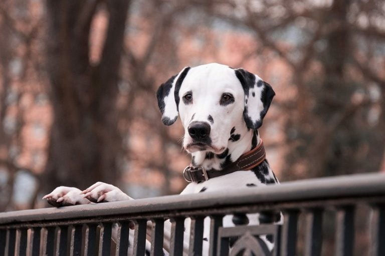 Are Dalmatians Born With Their Spots? Coat Color & Pattern Explained