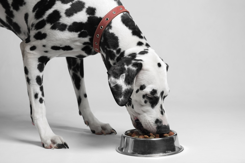 What Are By-Products in Dog Food? Vet-Reviewed Facts & Info