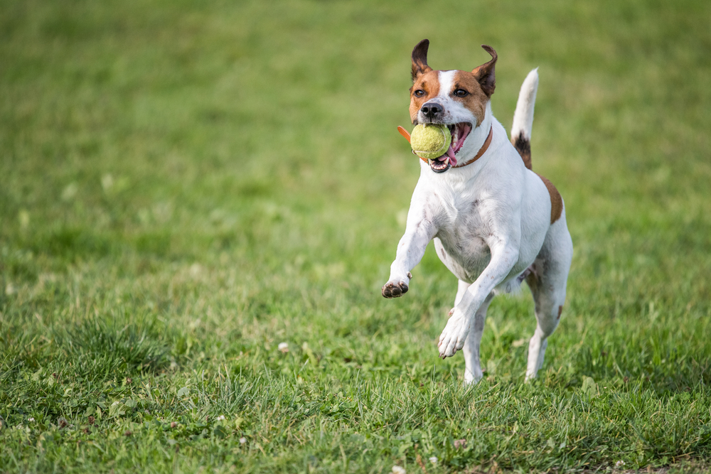How to Teach Your Dog to Fetch in 4 Vet-Verified Steps