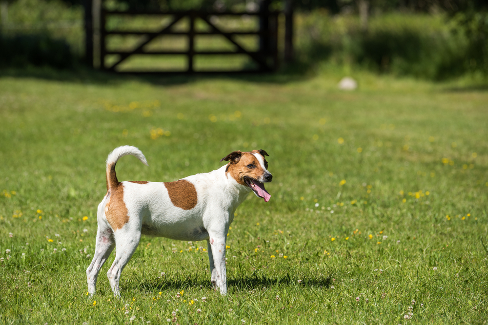 Danish Swedish Farmdog Breed: Info, Pictures, Care & More