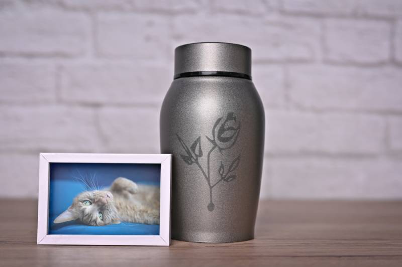 Pet Aquamation: The Eco-Friendly Alternative to Cremation Explained (Vet-Approved)