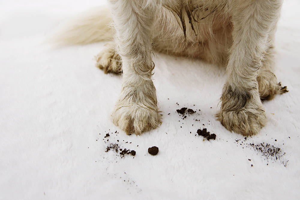 How to Keep Dogs From Tracking in Dirt Through the House: 8 Vet-Verified Tips