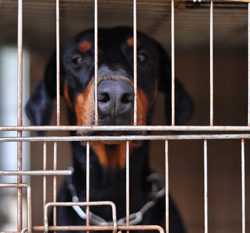 How to Crate Train a Doberman: 10 Vet-Verified Tips