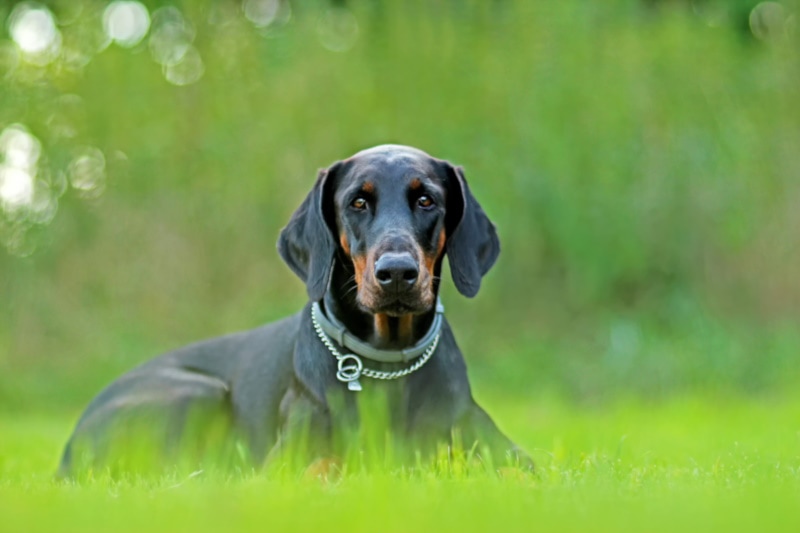 Are Dobermans Smarter Than Average Dogs? Vet-Approved Facts