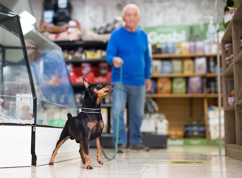 Are Dogs Allowed in TJ Maxx in 2026? Pet Policy & FAQ