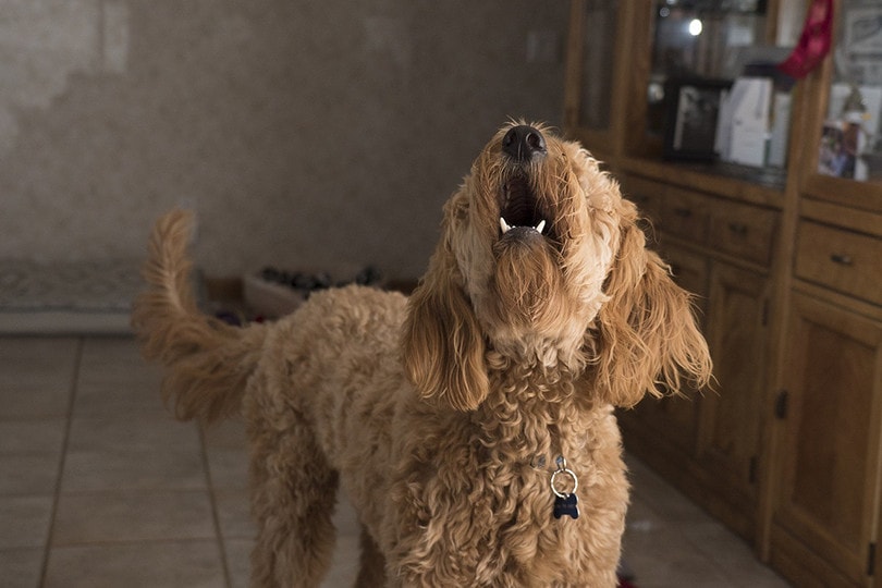 Why Is My Dog Barking at Nothing? 6 Reasons & How to Stop It