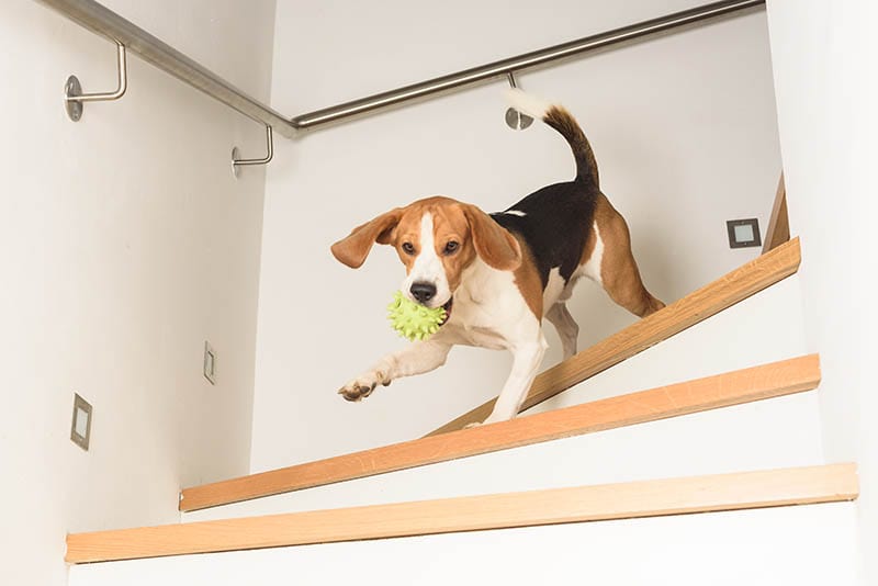 When Can My Dog Climb Stairs After ACL Surgery? Vet Approved Facts & FAQ