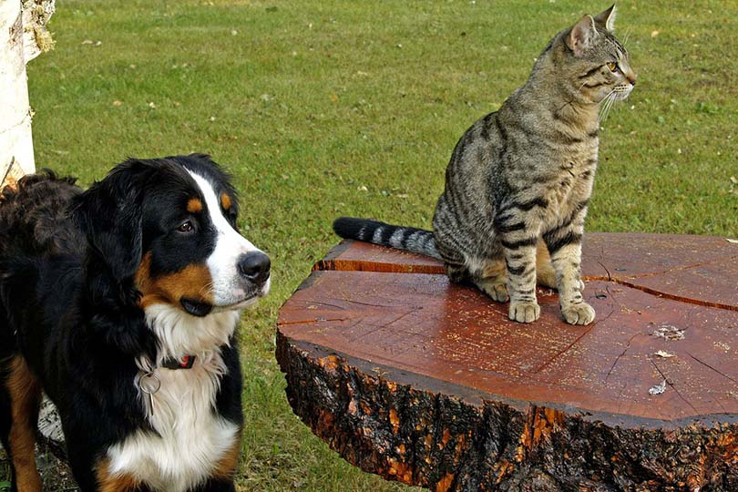 How to Introduce a Cat to a Dog: 8 Vet-Verified Tips