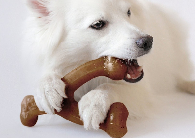 10 Best Indestructible Dog Toys in 2026 - Reviews & Top Picks