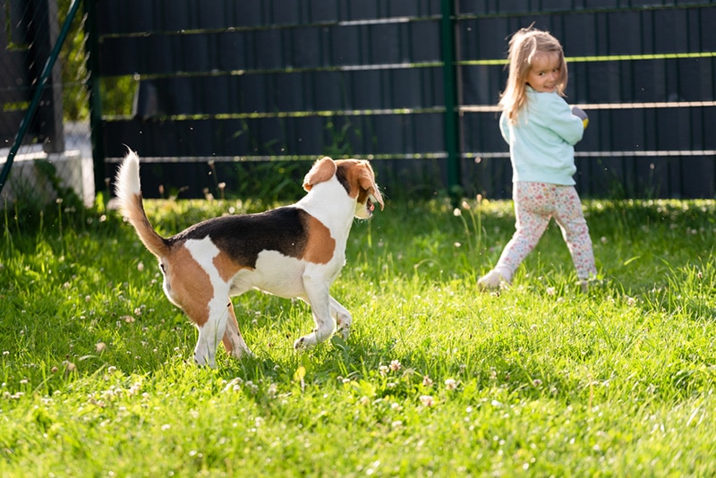 Dog Chasing Kids