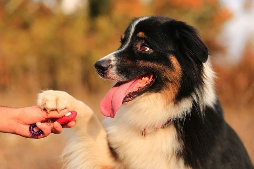 Dog Clicker Training