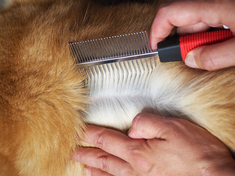 Dog Comb Flea