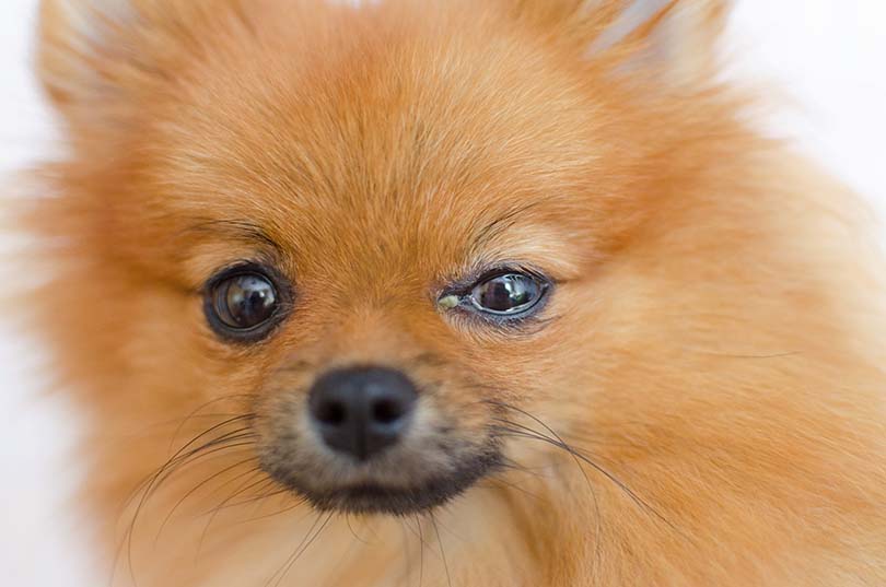 Why Are My Dogs Eyes Watering? 8 Vet Reviewed Reasons