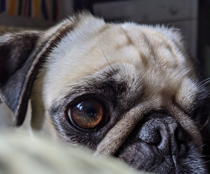 Is It True That Dogs Only See in Black and White? Facts & FAQ