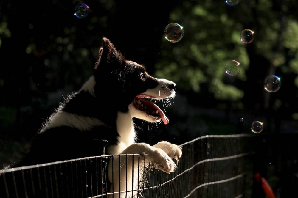 5 DIY Dog Fences You Can Make Today (With Instructions)
