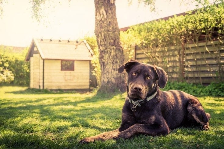 Dog House