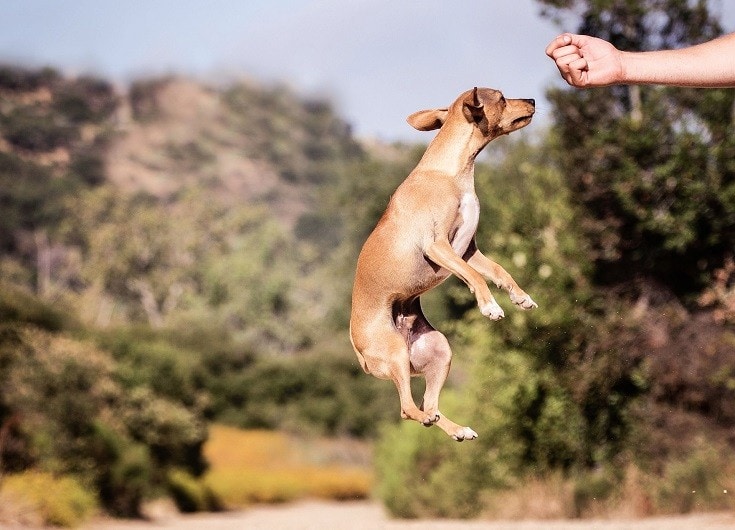 How High Can a Dog Jump?
