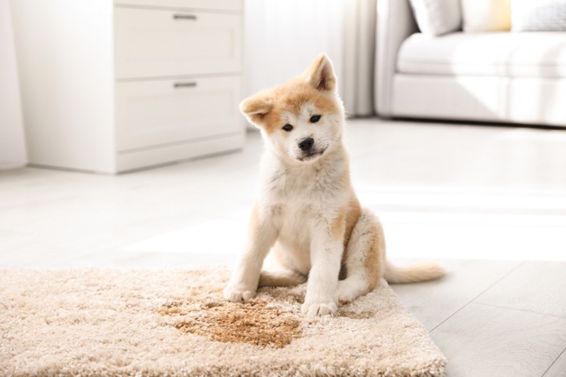 Can Dog Food Cause Urinary Incontinence? Vet Approved Facts & FAQ