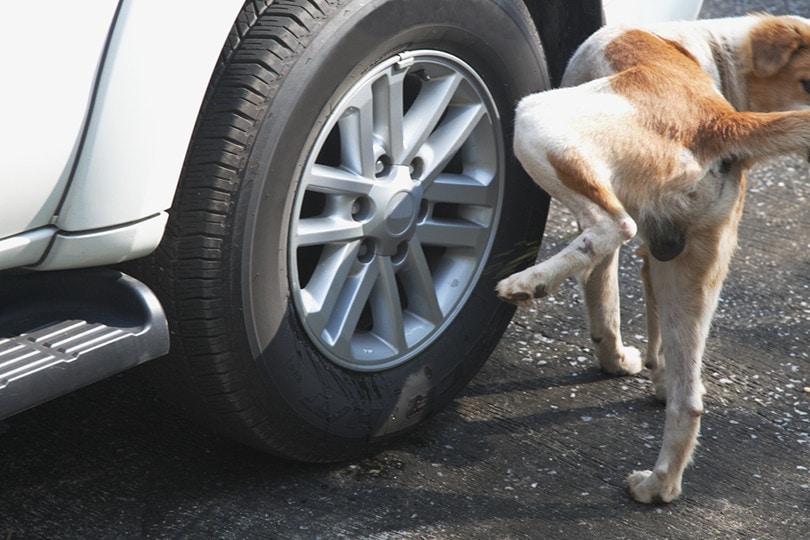 Why Do Dogs Pee on Tires? Dog Behavior Explained