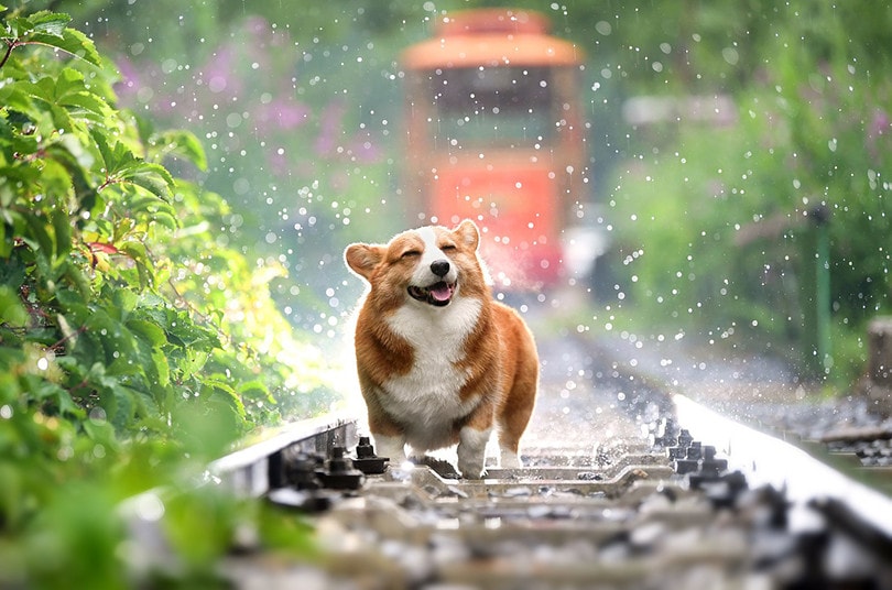 My Dog Won’t Pee in the Rain, What Do I Do? 4 Solutions That Can Help