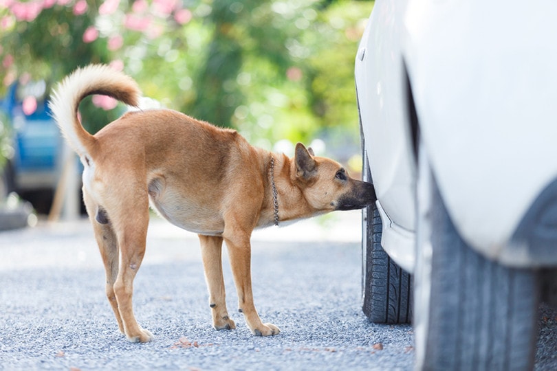 How Far Can Dogs Smell? Average & Max Distance