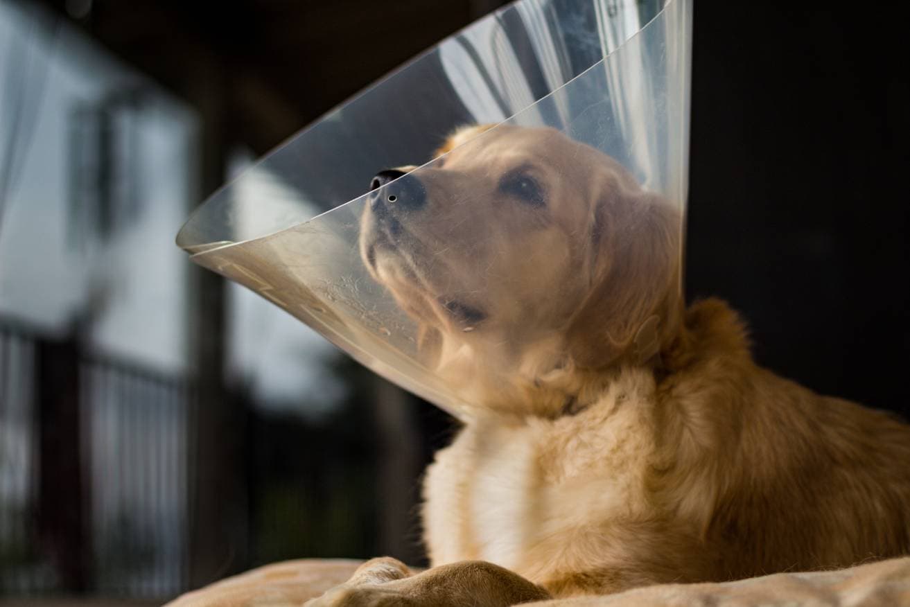 8 Reasons Not to Neuter Your Dog: Vet Reviewed Considerations