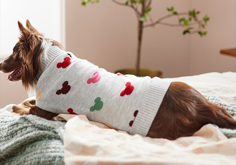 10 Best Dog Sweaters in 2026 - Reviews & Top Picks
