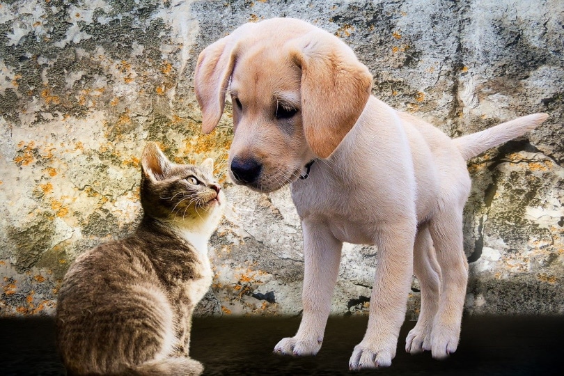 How To Introduce A Kitten To Your Dog: 7 Vet-Reviewed Tips