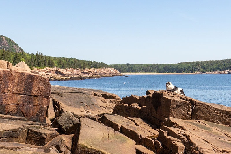 Are Dogs Allowed in Acadia National Park? 2026 Guidelines