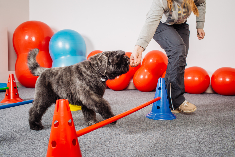 Dog being trainned in agility indoor