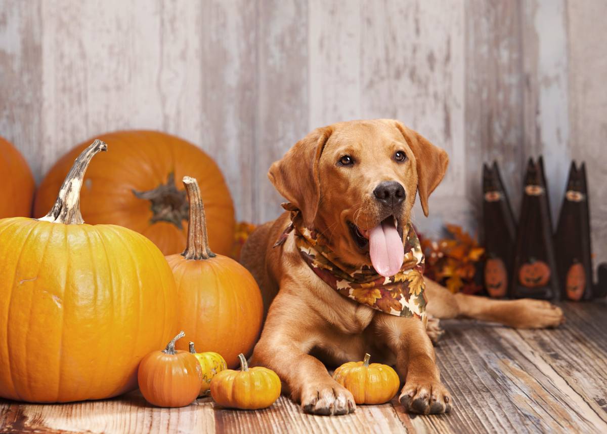 Best Canned Pumpkin for Dogs: Our Top 6 Picks in 2026