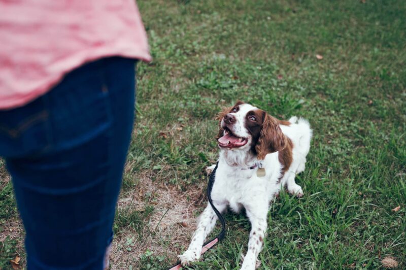 How Long Will It Take to Train a Dog? Vet-Reviewed Facts & Tips