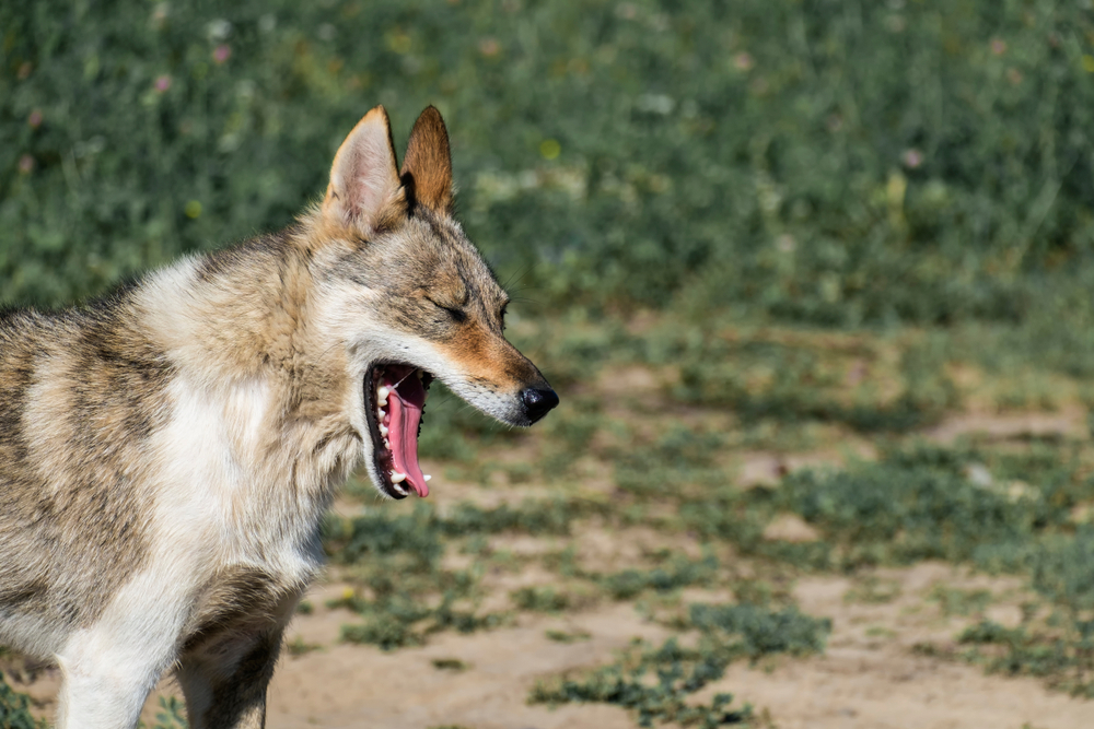 What to Do If My Dog Is Choking? 4 Vet-Approved Steps