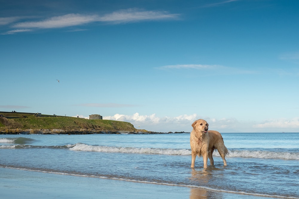9 Most Popular Dogs in Ireland in 2026 (With Pictures)