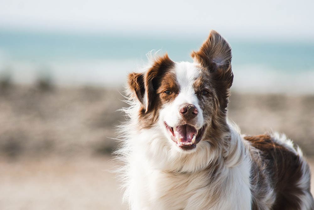 Dog in the beach