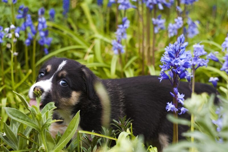 How Do I Stop Dogs From Fouling in My Garden? 7 Vet-Approved Tips