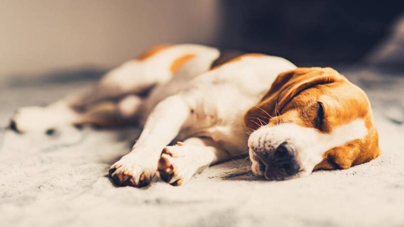 What to Do After My Dog Has a Seizure: 5 Vet Approved Steps