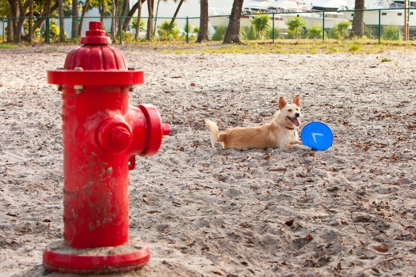 Why Do Dogs Pee on Fire Hydrants? Vet-Verified Facts & FAQ