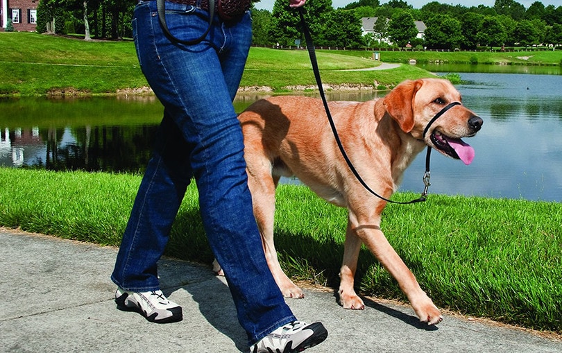 10 Best Dog Halters in 2026 - Reviews & Top Picks