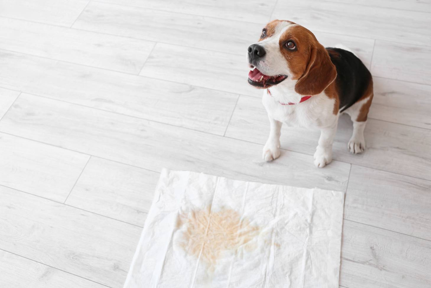Why Is My Dog Leaking Urine Suddenly? Causes & Vet-Approved Treatments