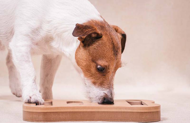 10 Best Dog Toys for Boredom in 2026: Reviews & Top Picks