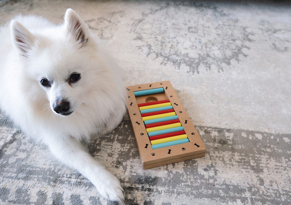 6 DIY Dog Puzzles to Mentally Stimulate Your Pup (With Pictures)