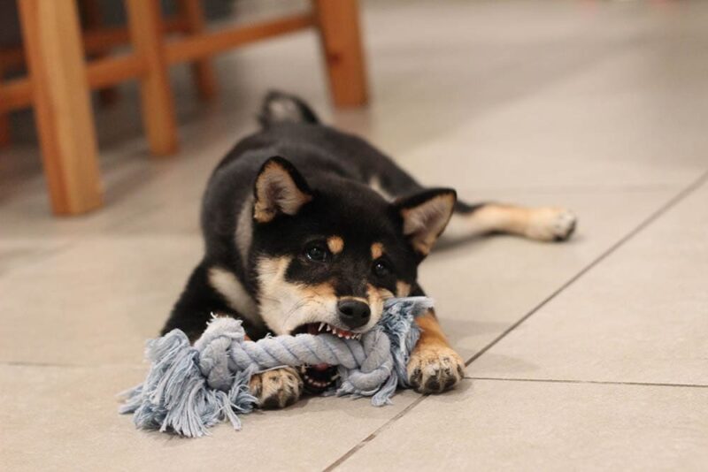 9 Eco-Friendly DIY Dog Toys to Make at Home Today (With Pictures)