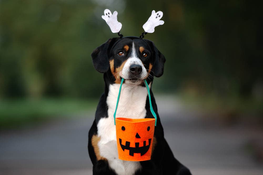 9 Awesome DIY Halloween Dog Toys You Can Make Today (With Pictures)