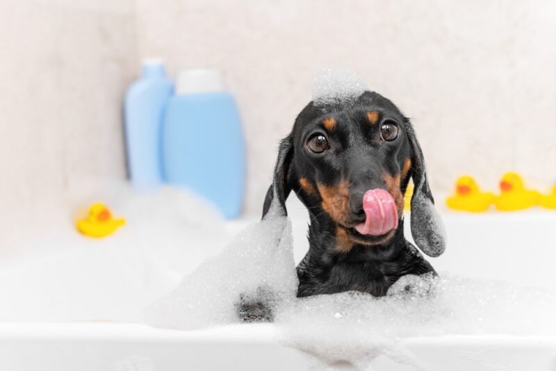 11 Best Dog Shampoos in 2026: Reviews & Top Picks