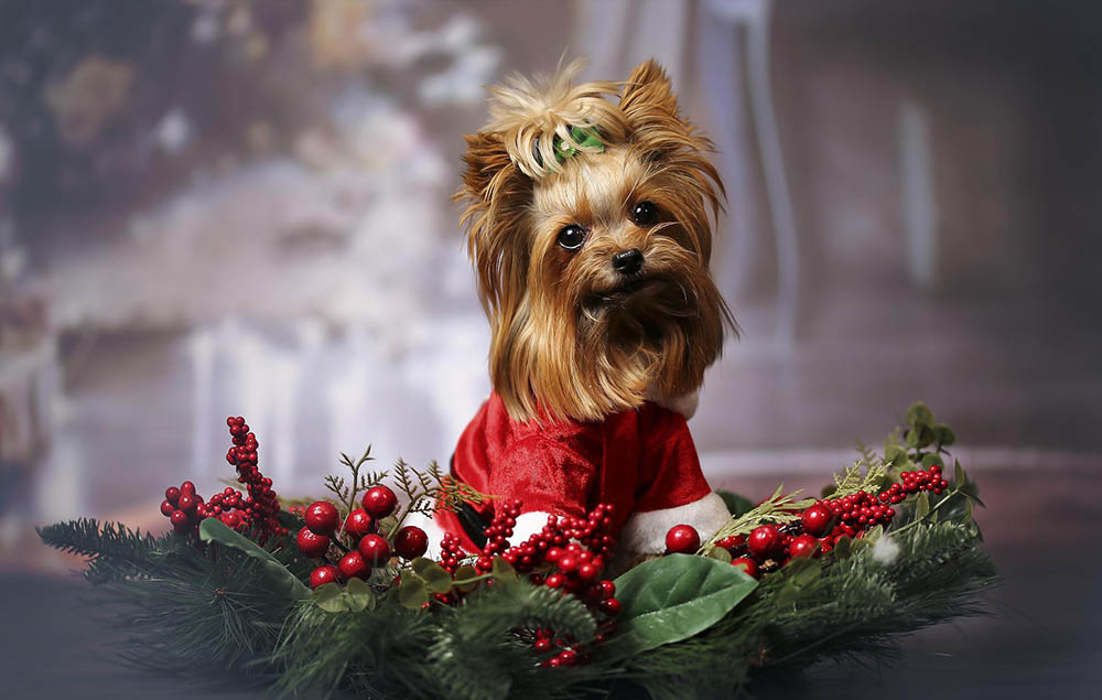 10 Awesome DIY Dog Christmas Decorations & Ornaments (With Pictures)