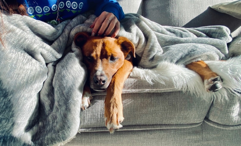 How Many People Sleep With Their Pets? Tips, Facts & FAQ