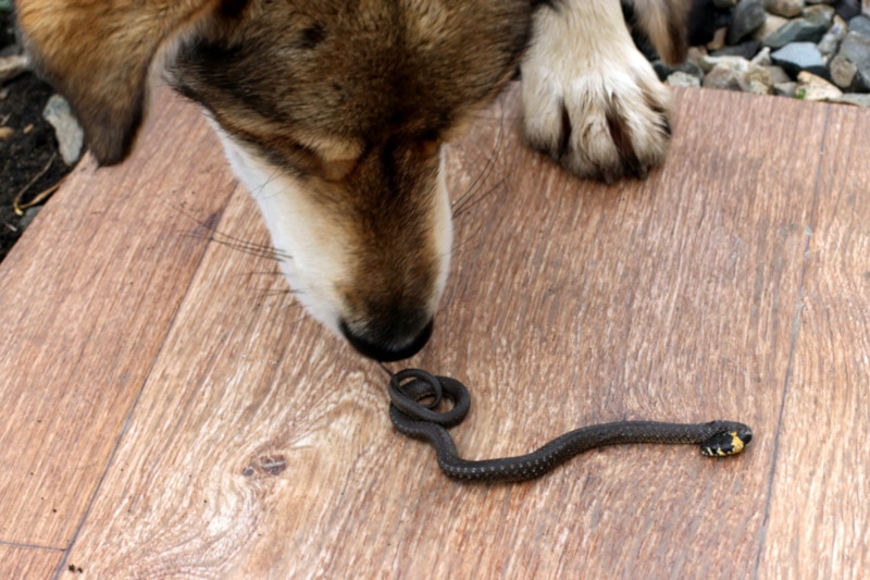 Can a Dog Smell Snakes? Canine Facts & FAQ